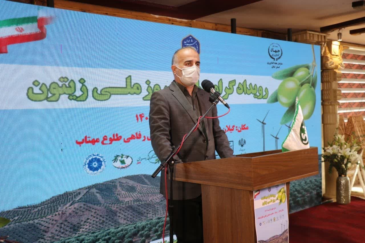 برگزاری رویداد روز ملی زیتون در شهرستان رودبار برگزاری رویداد روز ملی زیتون در شهرستان رودبار