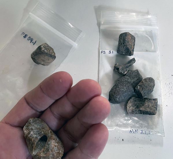 رازهای غافلگیرکننده گاوهای دریایی فاش شد! / داستان شگفت‌انگیز مهاجرت به فلوریدا