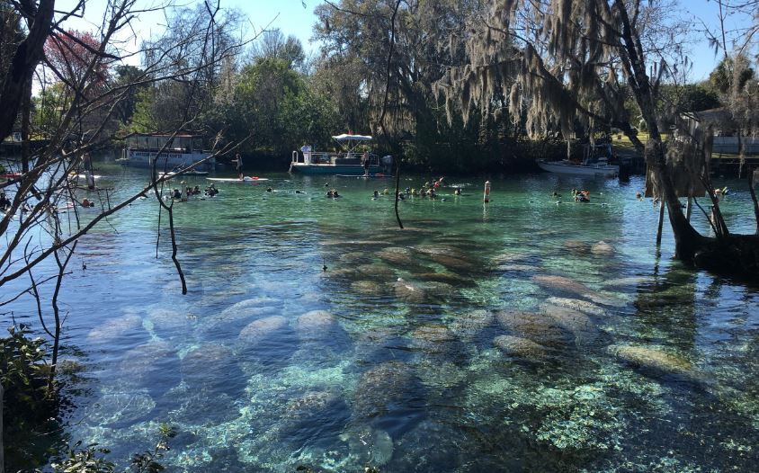 رازهای غافلگیرکننده گاوهای دریایی فاش شد! / داستان شگفت‌انگیز مهاجرت به فلوریدا