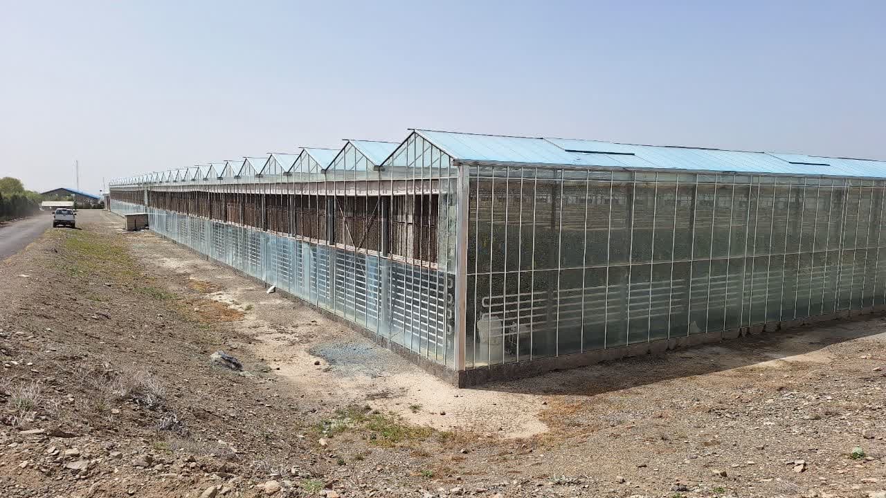 استاندار قزوین از واحد تولید گل شاخه بریده در آبیک بازدید کرد