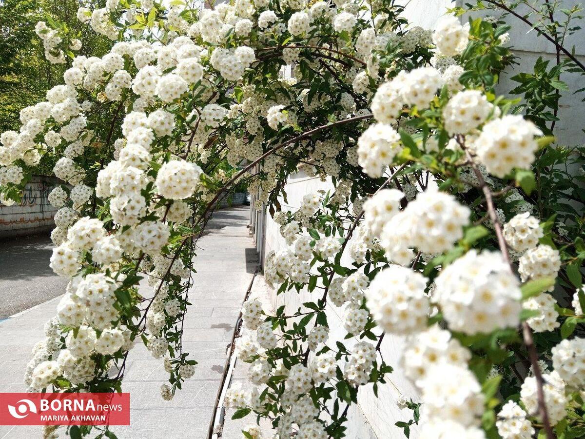 گلهای بهاری _ رشت