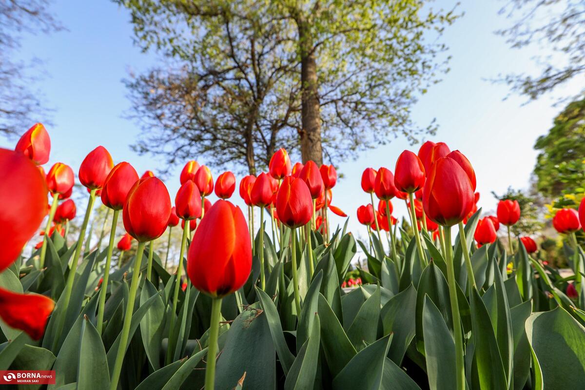 جشنواره گل‌های لاله در اراک