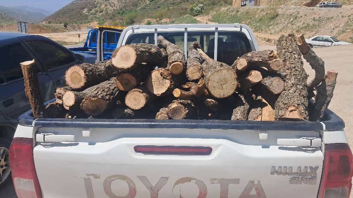 توقیف محموله های چوب قاچاق و گیاهان مرتعی غیر مجاز در بویراحمد