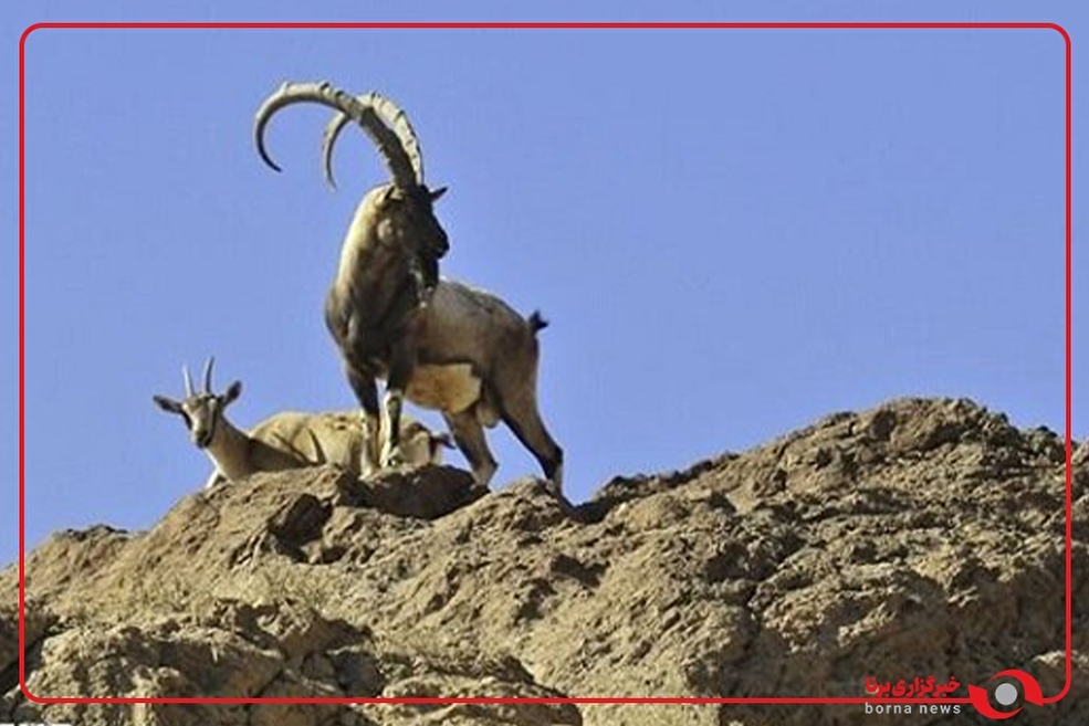 ثبت تصویر چهار رأس کل وحشی در منطقه شکار ممنوع مرور میبد یزد