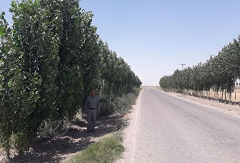 زراعت چوب؛ سپری برای نجات هیرکانی و بادشکن طبیعی علیه ریزگردها