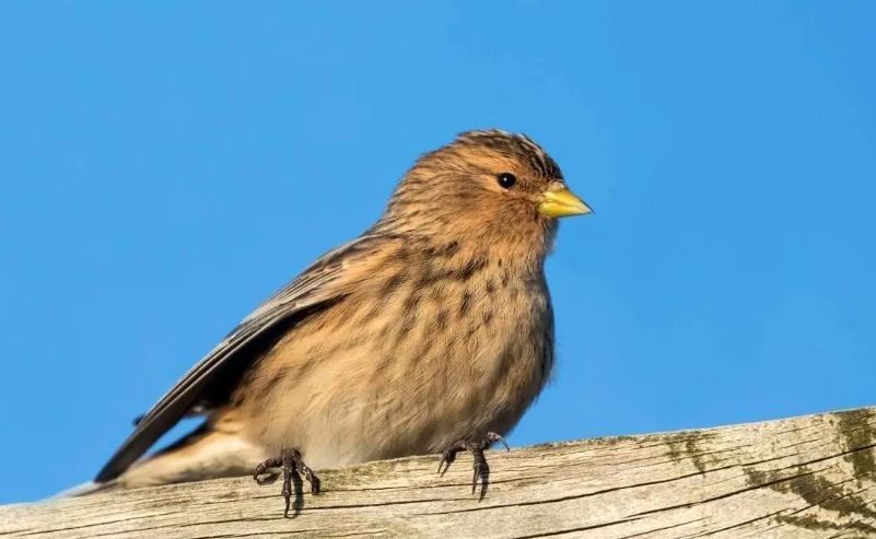 ثبت «سهره صورتی» در فهرست پرندگان استان قزوین ثبت «سهره صورتی» در فهرست پرندگان استان قزوین