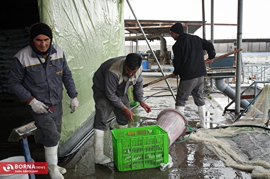 برداشت شب یلدایی ماهی قزل آلا