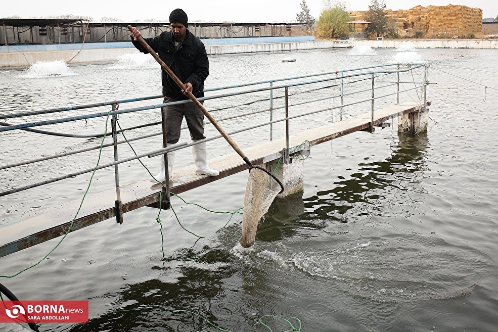 برداشت شب یلدایی ماهی قزل آلا