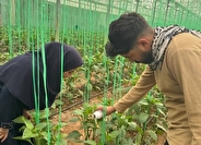 رهاسازی عوامل کنترل بیولوژیک در گلخانه‌های شهرستان یزد