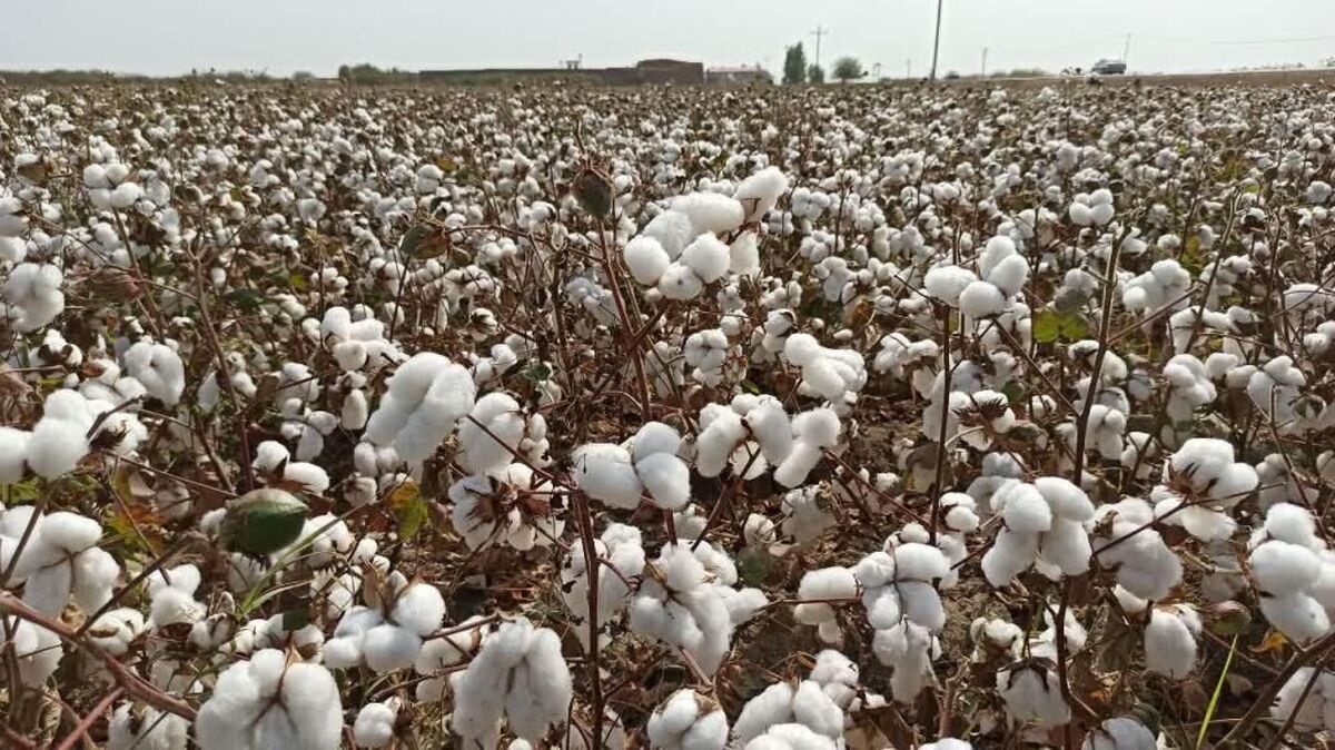 برداشت یک هزار تُن پنبه از مزارع گرمسار در سال ۱۴۰۴ پیش‌بینی می‌شود