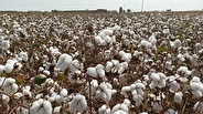 برداشت یک هزار تُن پنبه از مزارع گرمسار در سال ۱۴۰۴ پیش‌بینی می‌شود