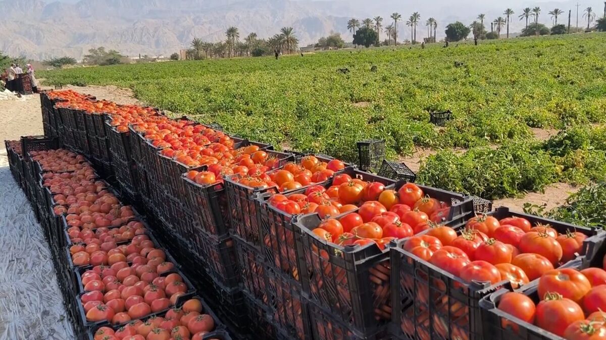 پیش بینی تولید ۶۵۰ هزار تن گوجه‌فرنگی در استان بوشهر