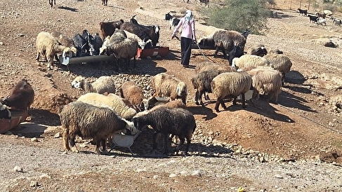 این سیاه‌چادرها در دل دشت‌های «میمک» ثروت تولید می‌کنند