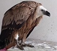 رهاسازی کرکس تیمار شده در منطقه حفاظت‌شده لیسار با همکاری دوستداران طبیعت + فیلم