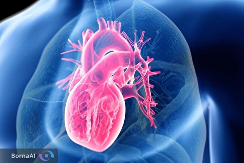 ورزش هوازی قلب را از نو سیم‌کشی می‌کند