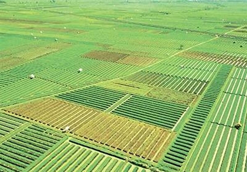زنجان؛ قطب نوظهور تولید محصولات باغی در کشور