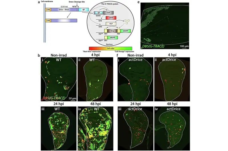 راز ۵۰ساله ترمیم بافت‌های آسیب‌دیده فاش شد