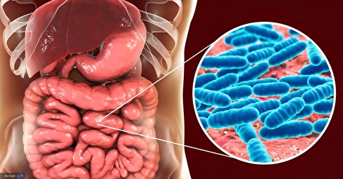 زندگی مشترک می‌تواند باکتری‌های روده را عوض کند