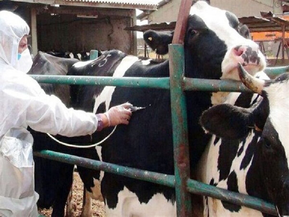 واکسیناسیون بیش از ۲۰ هزار راس گاو و گاومیش در شوشتر علیه سویه جدید تب برفکی