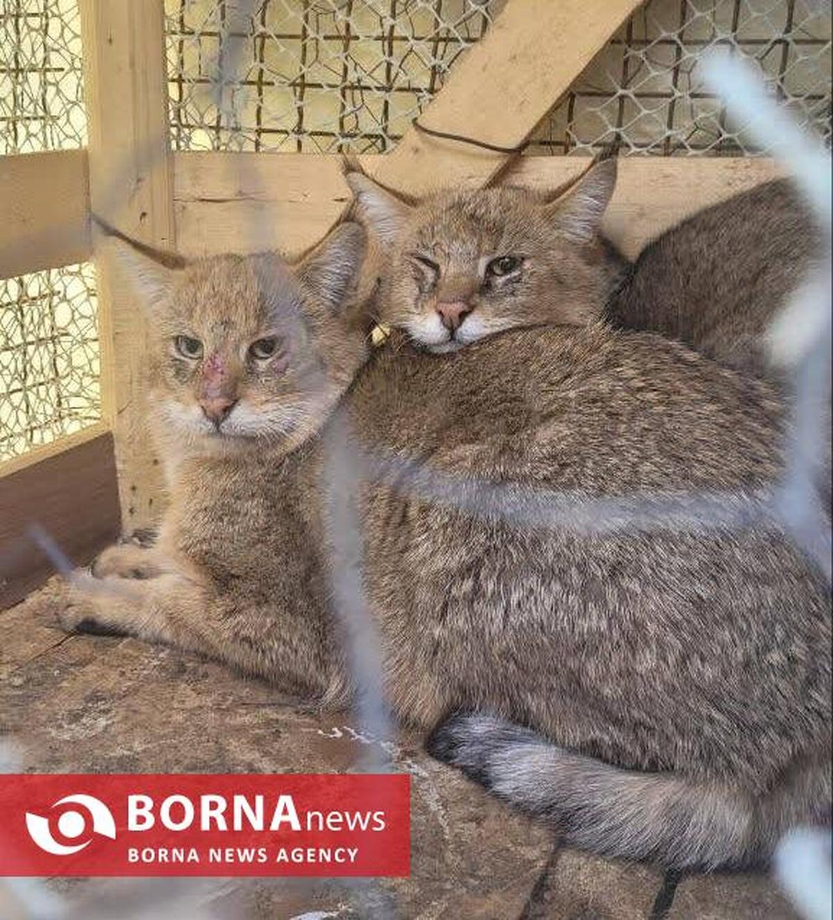 کشف و ضبط دو گربه وحشی کمیاب در منطقه حفاظت شده بیستون