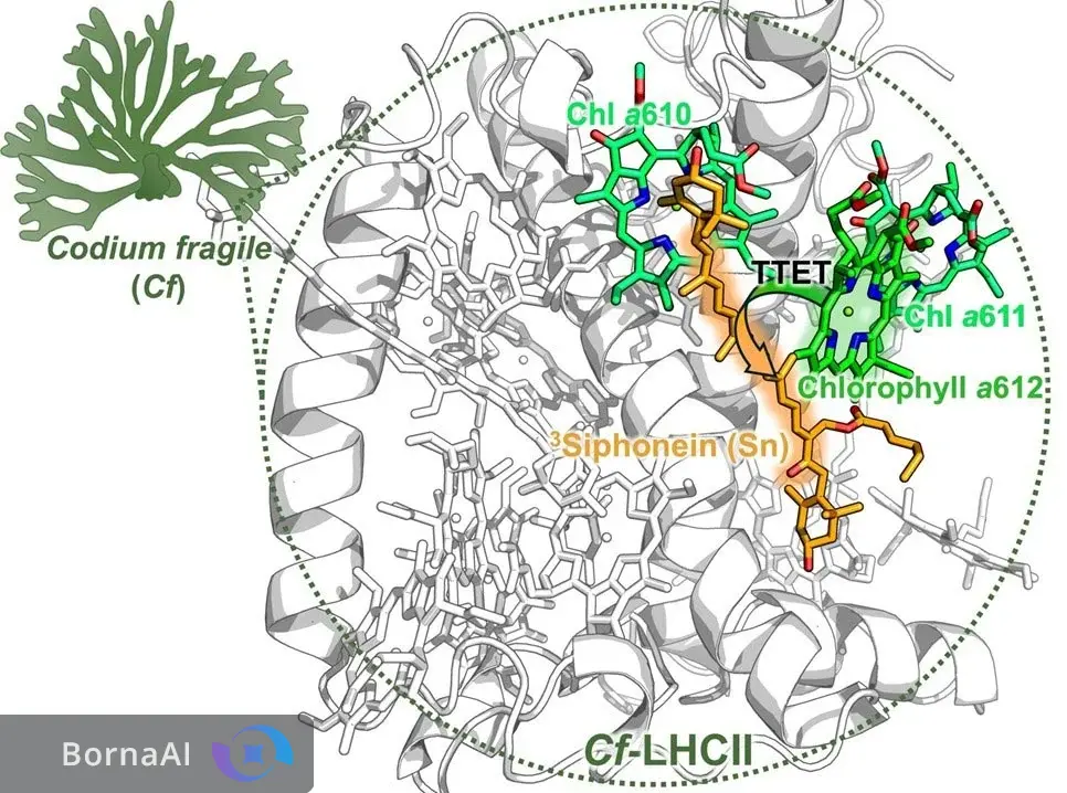 راز بقا زیر آفتاب؛ جلبکها خورشید را مهار میکنند! راز بقا زیر آفتاب؛ جلبکها خورشید را مهار میکنند!
