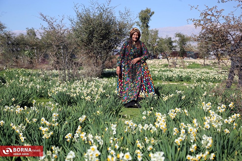 جشنواره گل نرگس کازرون
