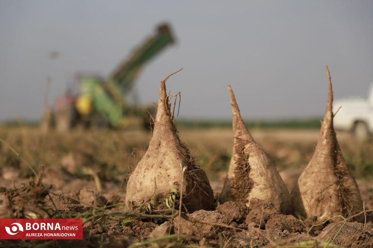 برداشت چغندرقند