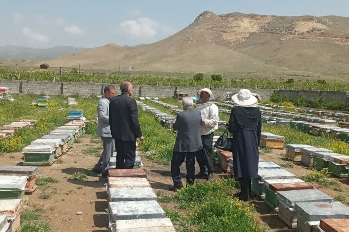برخورد قاطع با عاملان تلفات زنبورها بر اثر سموم غیر مجاز در آذربایجان غربی