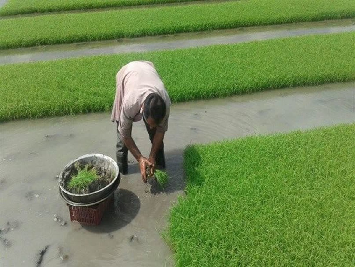 برطرف شدن نگرانی کشاورزان گیلانی برای مصرف کود کشت بهاره