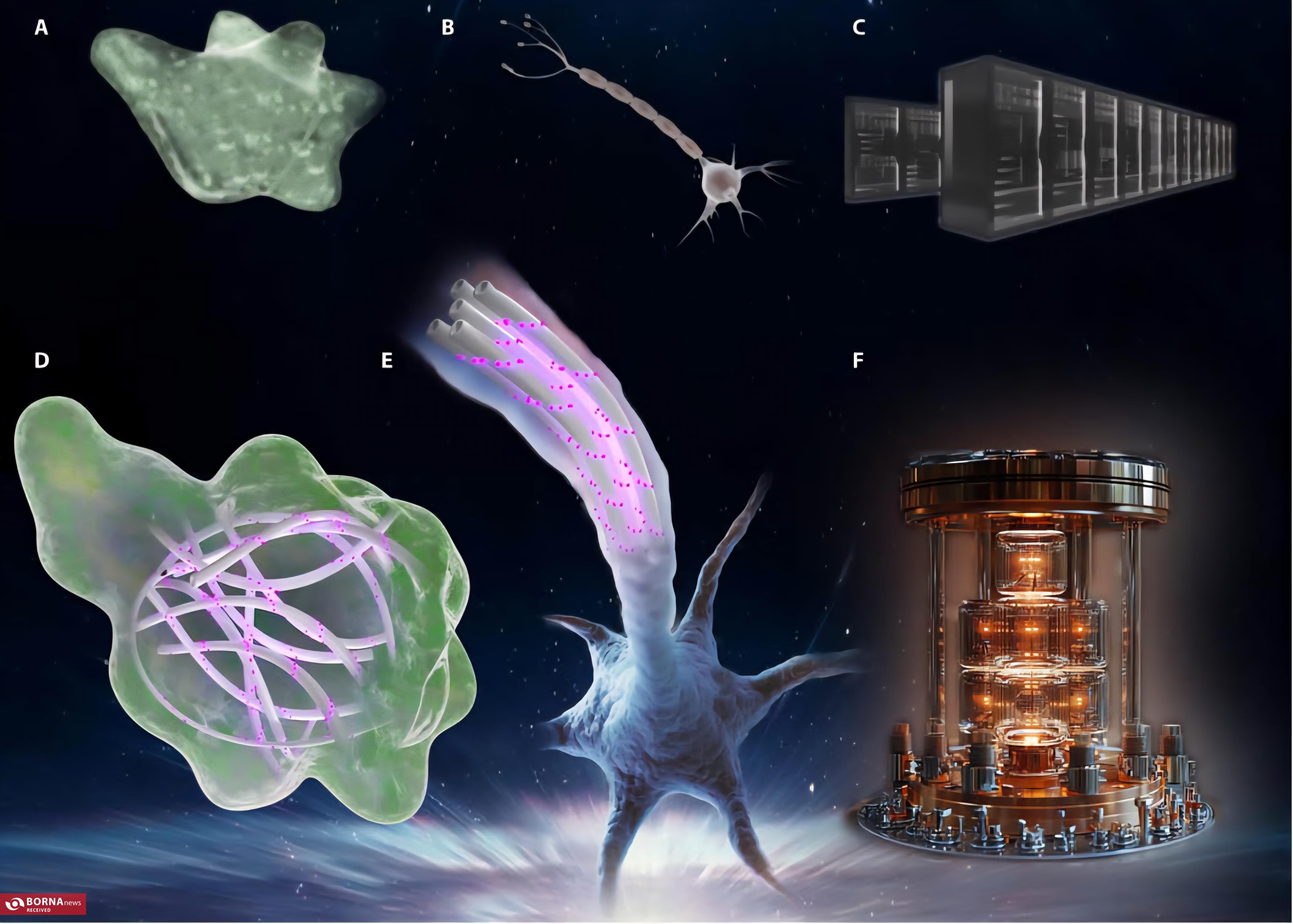 کشف رایانش کوانتومی در مغز؛ جایی که نور فکر میکند! کشف رایانش کوانتومی در مغز؛ جایی که نور فکر میکند!