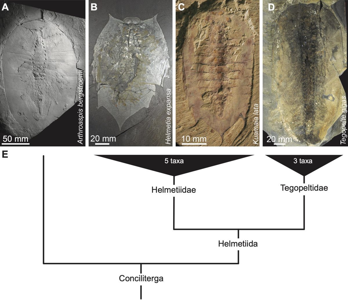 حل معمای ۱۰۰ ساله هلمتیا؛ اکسپانسا راه می‌رفت!
