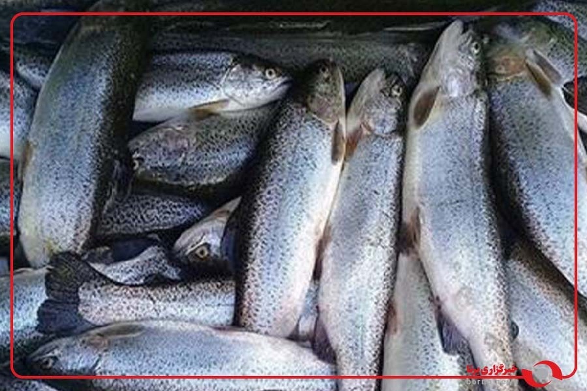 صادرات قزل آلای دریایی گلستان به روسیه