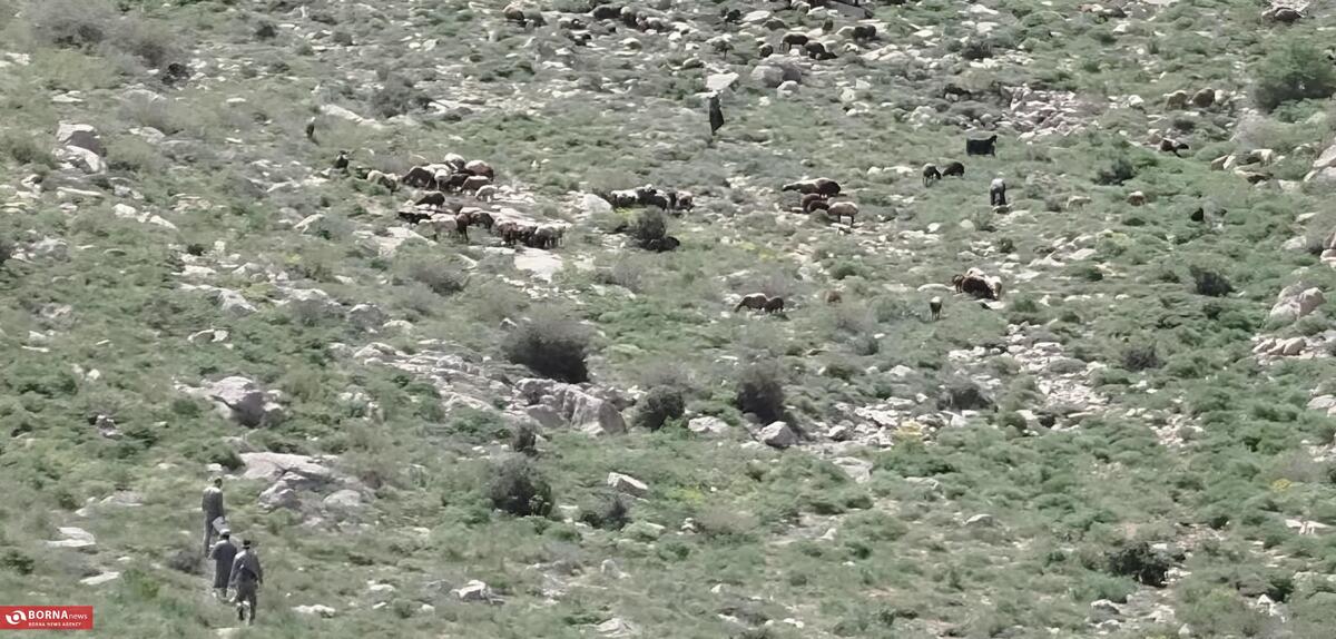 ورود عشایر به مناطق حفاظت شده محیط زیست ممنوع است