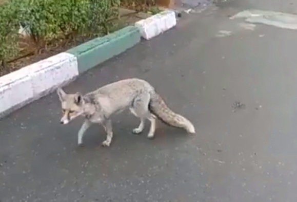 تحریم زیستگاه حیوانات با ساخت و ساز مسکن/ جایی برای جمع آوری روباهها وجود ندارد! تحریم زیستگاه حیوانات با ساخت و ساز مسکن/ جایی برای جمع آوری روباهها وجود ندارد!