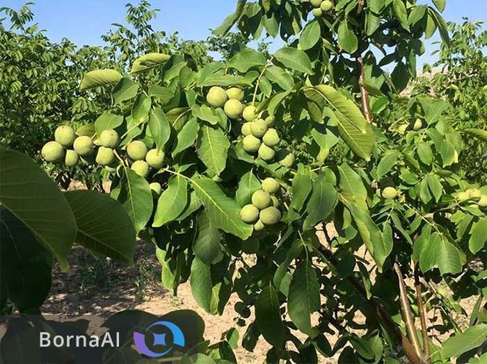 راهکار علمی برای حل مشکلات تولید گردو در کشور