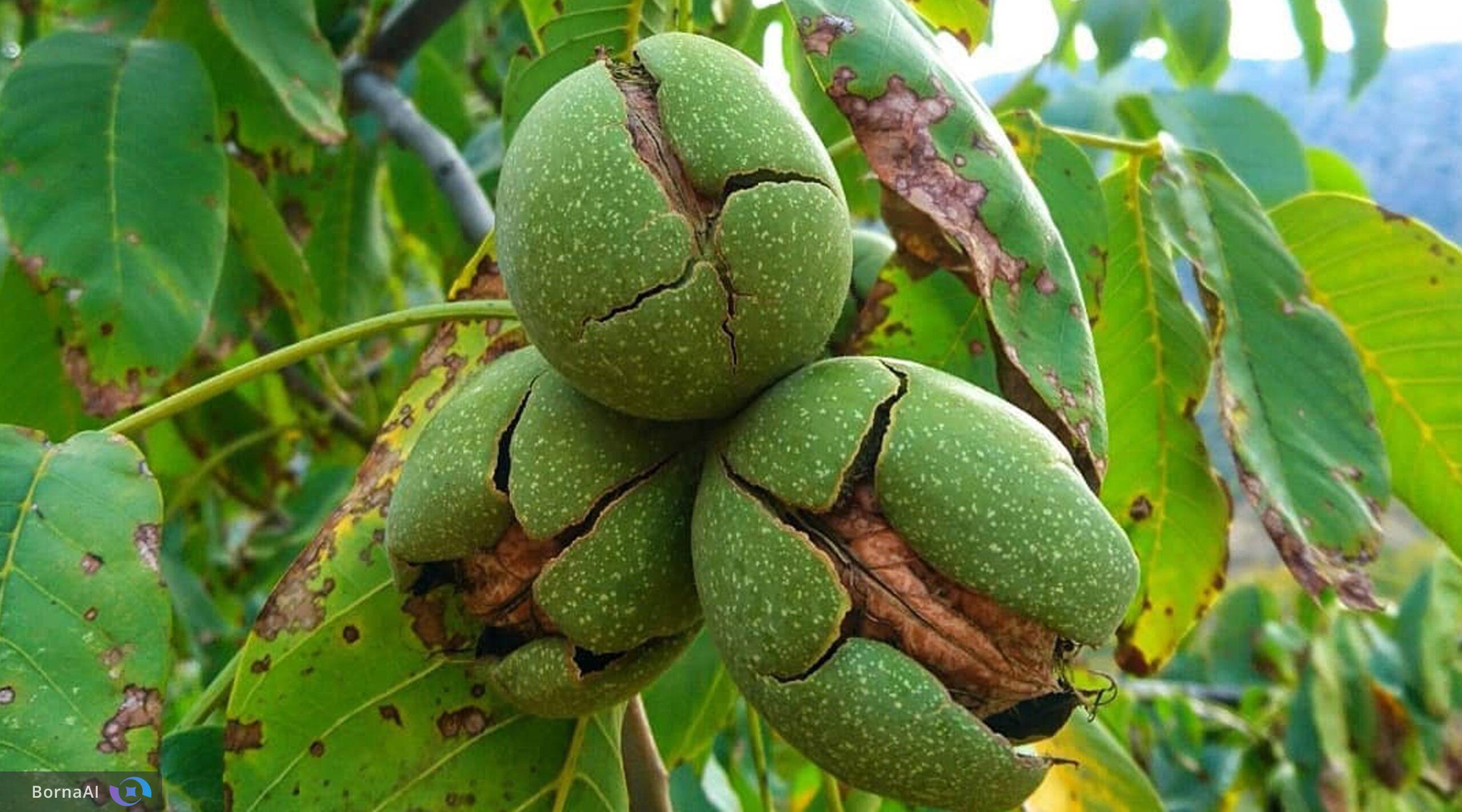 راهکار علمی برای حل مشکلات تولید گردو در کشور