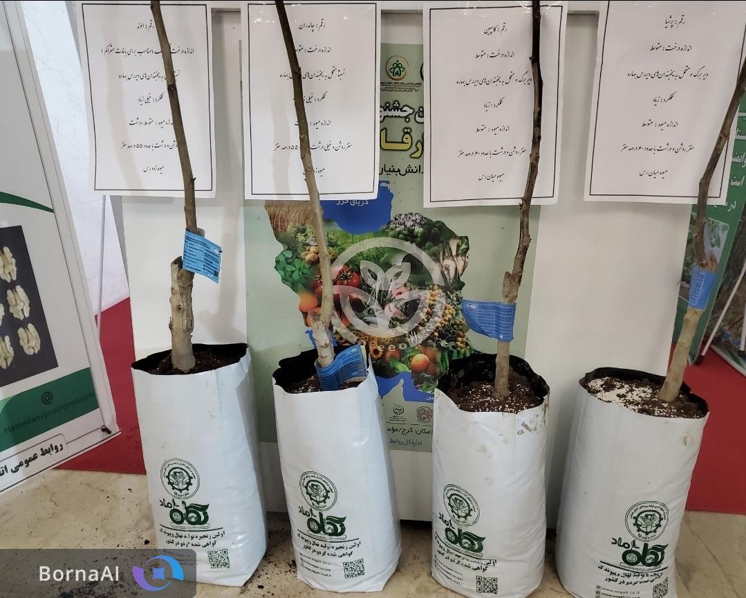 راهکار علمی برای حل مشکلات تولید گردو در کشور