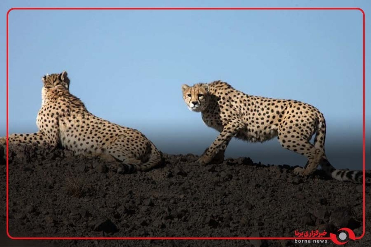 مشاهده سه قلاده یوز آسیایی میامی، خراسان رضوی