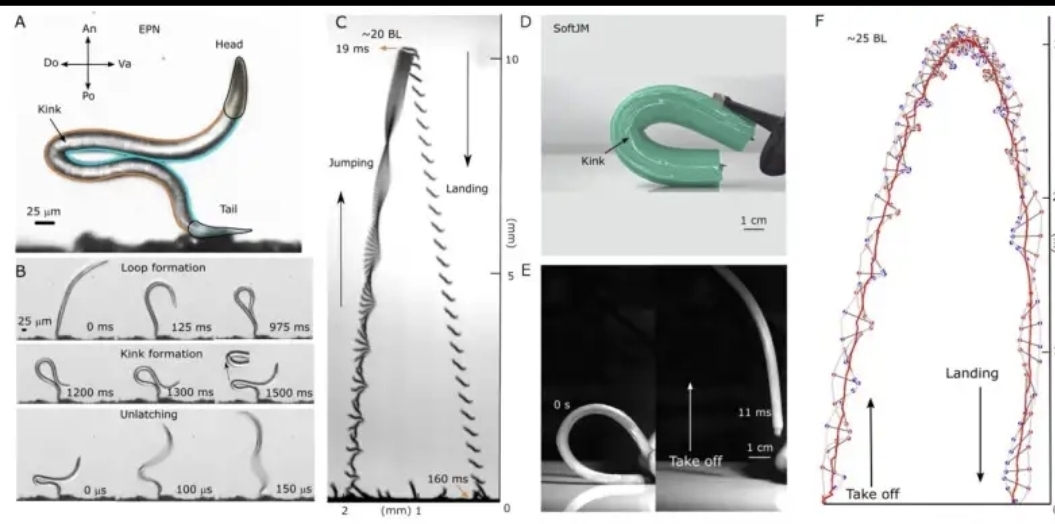 ساخت رباتی بدون پا که ۱۰ فوت پرش میکند!+ فیلم ساخت رباتی بدون پا که ۱۰ فوت پرش میکند!+ فیلم