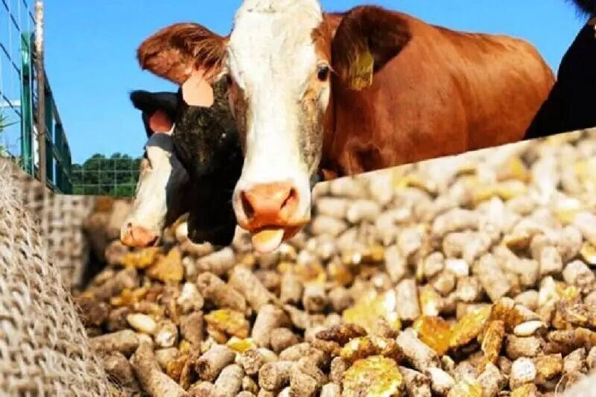 ۳۵۰ تن خوراک دام از پسماندهای کشاورزی آذربایجان‌غربی تولید و روانه بازار شد