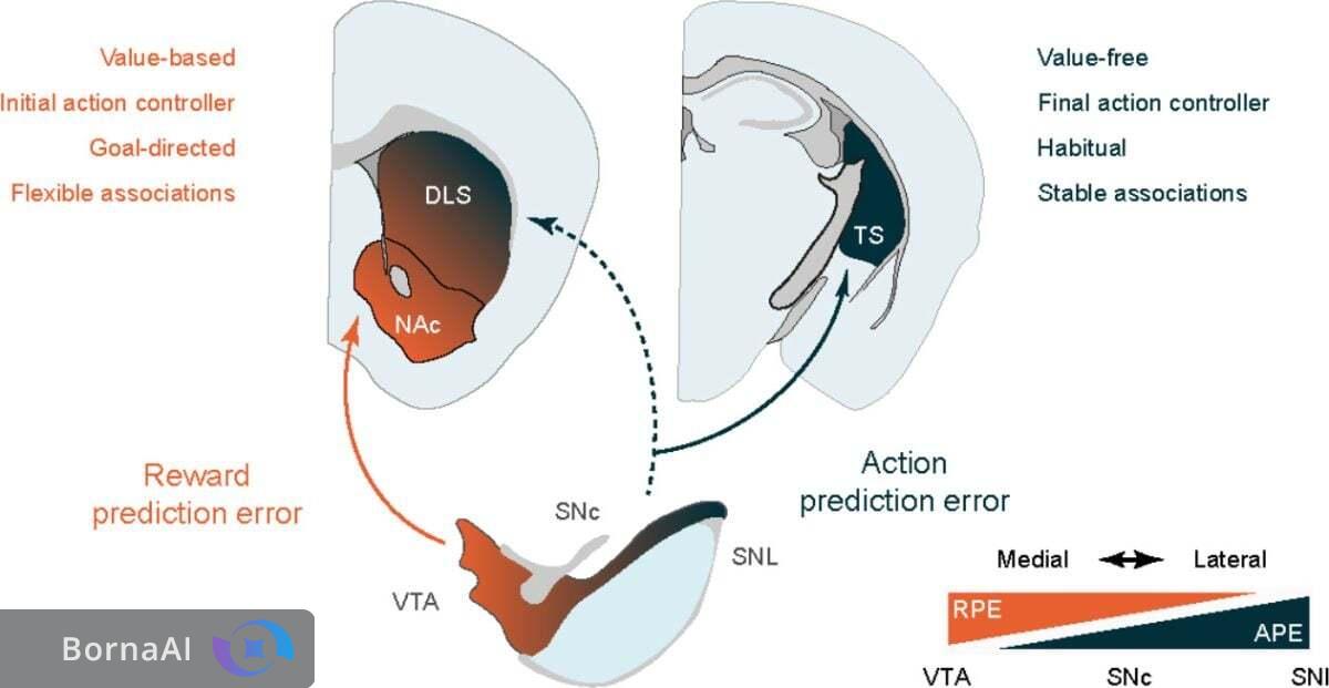 مغز راز عادت‌ها را لو داد/ کشف سیستم پنهان یادگیری در انسان