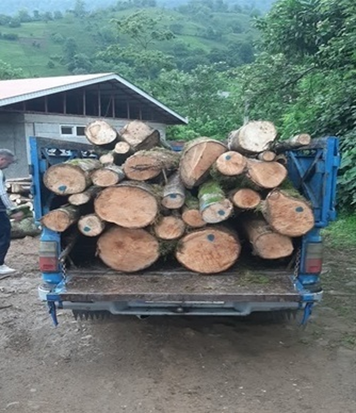 کشف چوب قاچاق در رحیم آباد