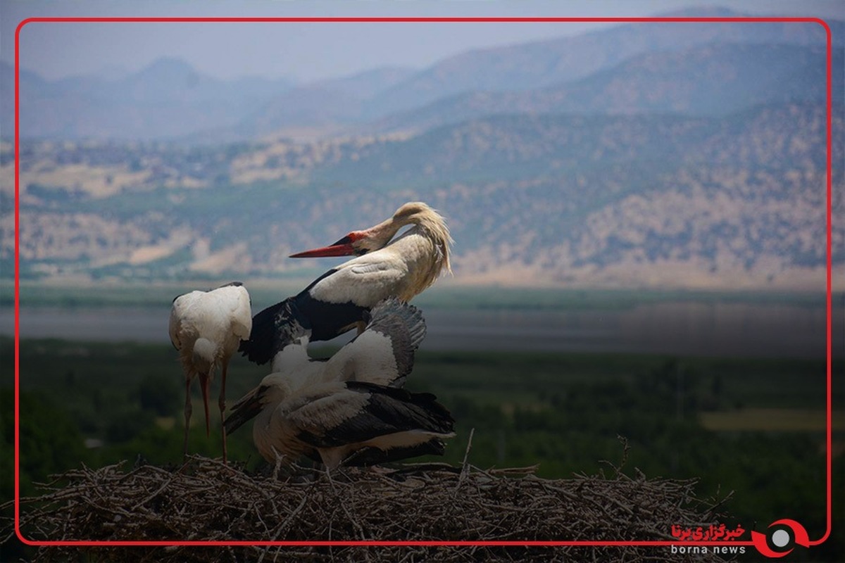 روستای گردشگری دره تفی، شهر لک‌لک‌ها