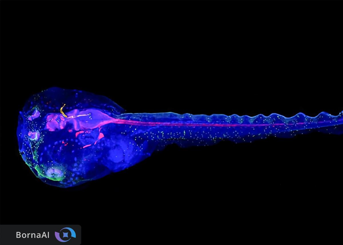 رازهای مغز با قورباغه‌های سایبورگ فاش می‌شود!