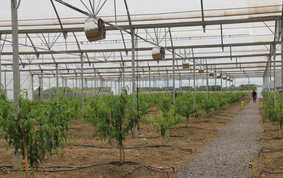 افتتاح گلخانه سرپوشیده تولید شلیل پیش رس در روستای دونچال جویبار