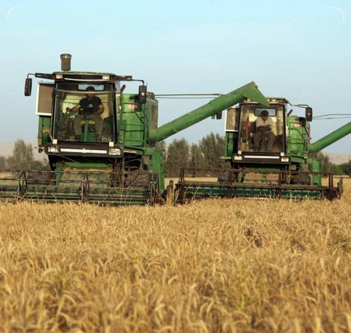 ۶۰ درصد مطالبات گندم کاران تسویه شد