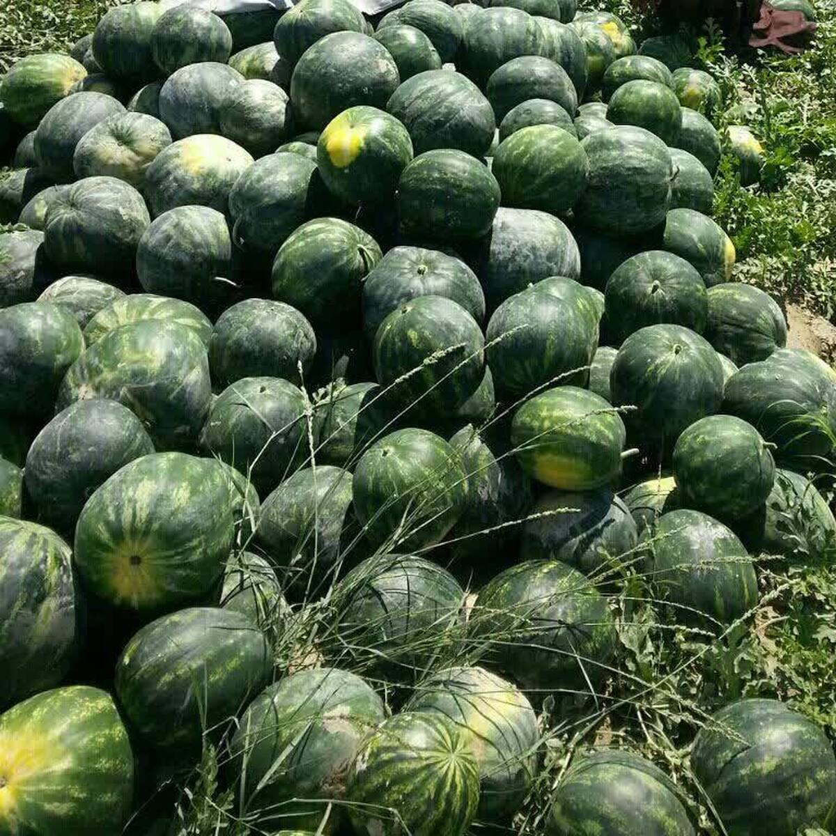 شهرستان لنگرود در راس متقاضیان کود کشاورزی برای باغات هندوانه