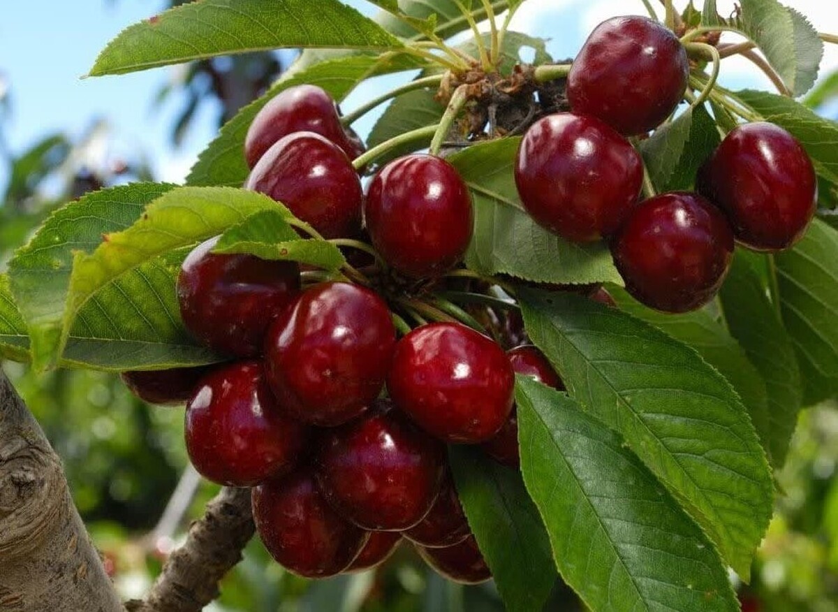 پیش‌بینی برداشت ۲۵ هزار تن گیلاس در آذربایجان‌غربی