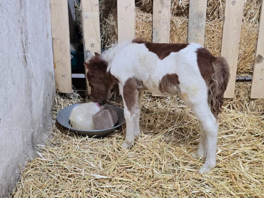 ایجاد فضای تجربه فعالیت های شیرین روستایی و بازارچه محصولات سالم و صنایع دستی با عنوان مزرعه بازی میشا در قم