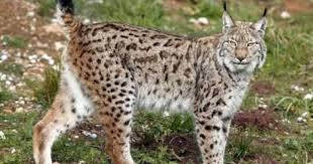 انتقال سیاهگوش‌های اوراسیایی به پردیسان تهران